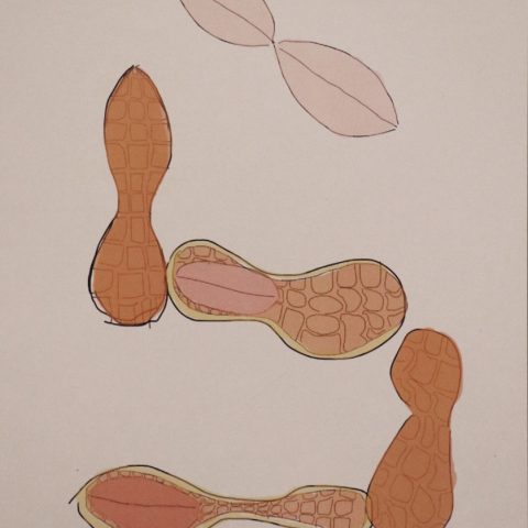 落花生の「ら」